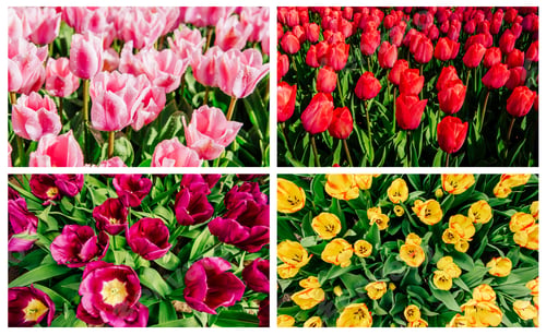 Preview: Collage of tulips in Holland.