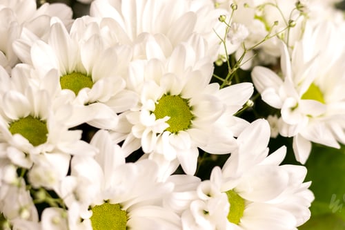 Preview: White chamomile chrysanthemums flowers background