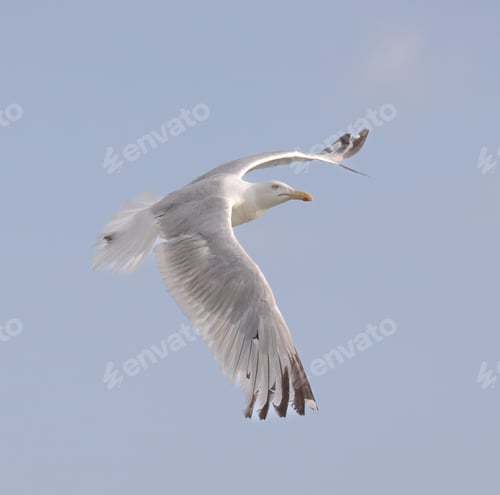 Preview: Herring Gull Flying Against a Pale Blue Sky