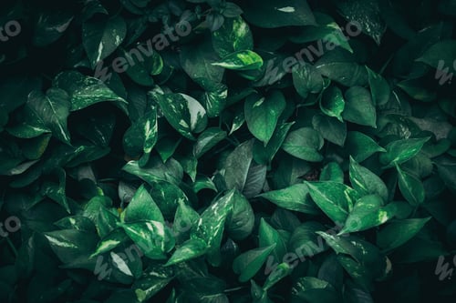 Preview: Close up group of background tropical green leaves texture and abstract background.