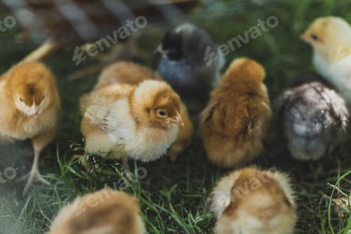 Preview: Little Chicken on a Green Grass on Organic Farm