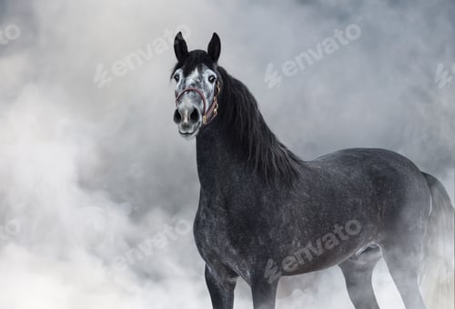 Preview: Portrait of gray Purebred Spanish horse in smoke.