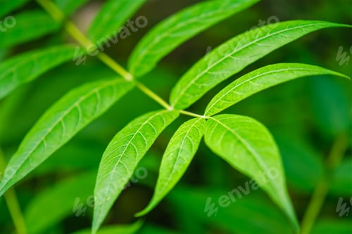 Preview: China-sumac Ailanthus altissima tree branch