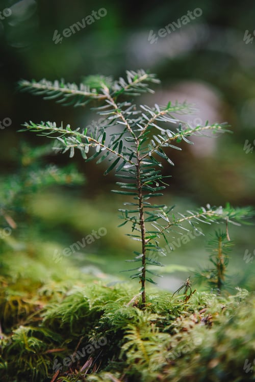 Preview: Close up of a Western Hemlock sapling in lush, in the Hoh temperate rainforest