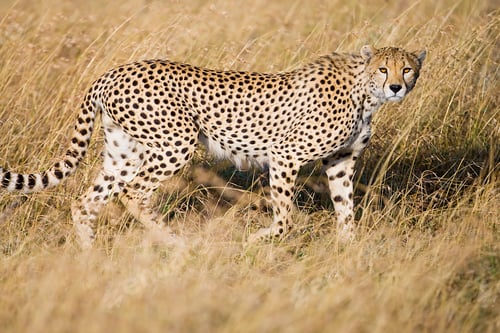 Preview: Wild African Cheetah hunting in savanna