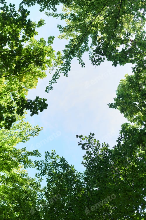 Preview: The captivating photograph captures a breathtaking panorama of lush, verdant forest areas