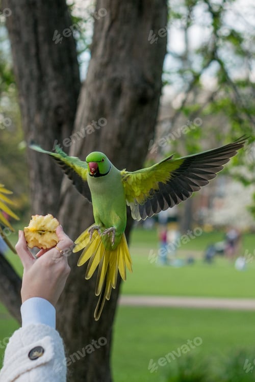 Preview: Vertical shot of a man holding an apple with an Echo parakeet flying at the apple