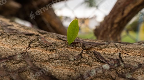 Preview: Closeup of a leaf on tree bark under the sunlight with a blurry background