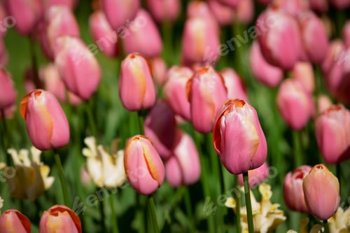 Preview: Blooming tulips flowerbed in Keukenhof flower garden, Netherland