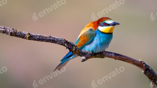Preview: Bee-eater, Spain
