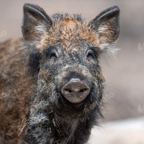 Preview: Portrait wild boar in forest