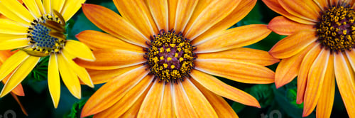 Preview: Cape marguerites orange blossom flowers in spring. African daisies