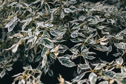 Preview: Close-up of green and white variegated leaves in a lush garden