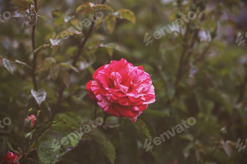Preview: Roses Flowers Grow In The Park