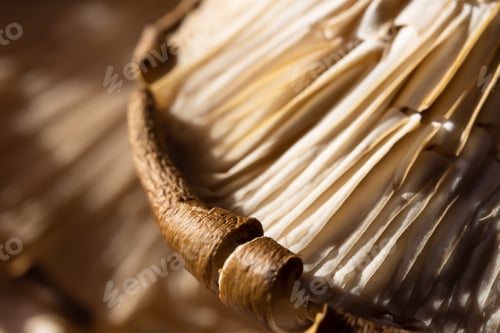 Preview: Mushrooms are a macro abstract food background