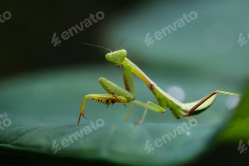 Preview: praying mantis on the leave