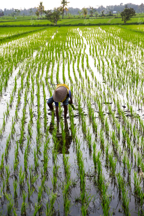 Preview: Farmer planting in paddy field, Lombok, Indonesia