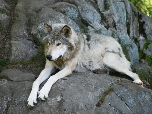 Preview: Timber Wolf laying on rocks