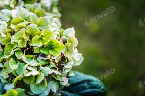 Preview: Green flowered hydrangeas cooled with water drops.