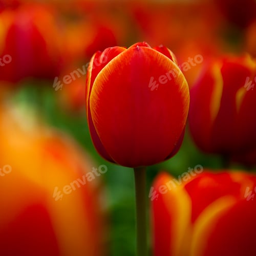 Preview: Colorful tulips