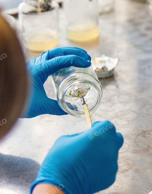 Preview: laboratory jars with plants. Selective focus.