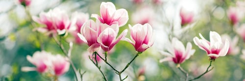 Preview: Beautiful Pink Magnolia Blossoms Blooming in Springtime
