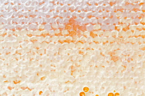 Preview: Honeycombs with honey. Natural background.