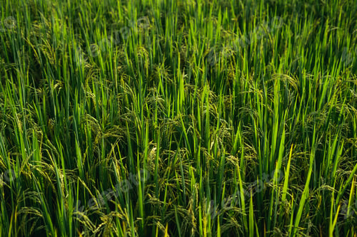 Preview: rice and rice fields in the countryside