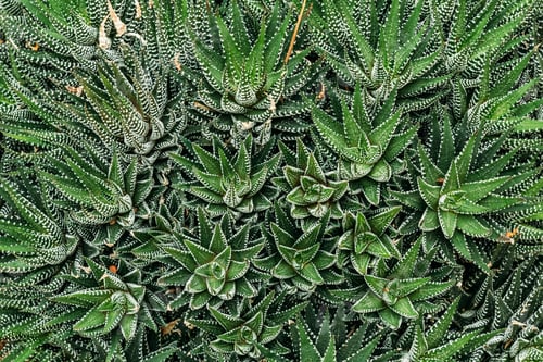 Preview: Close View Of Haworthiopsis Fasciata In Botanical Garden