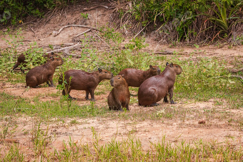 Preview: Capivara