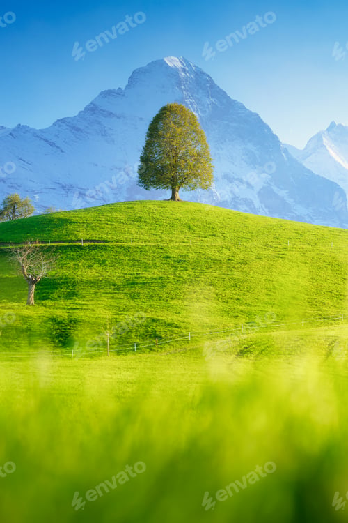 Preview: A field with a lone tree and high mountains in the background. Landscape in the daytime.