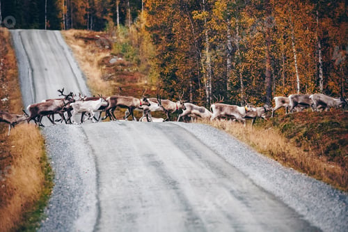 Preview: Reindeer. Herd of reindeers running across road in autumn season Finland, Lapland.