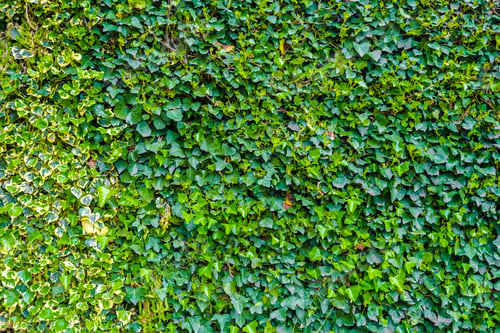 Preview: Background of green ivy leaves in muted tones for natural design use.