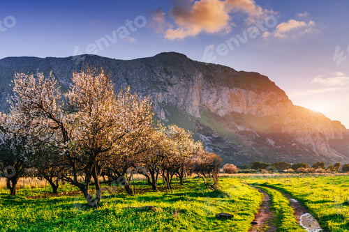 Preview: flowering trees at sunset