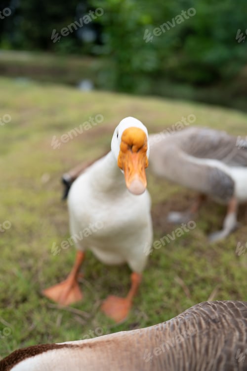 Preview: goose farming, animal living in nature farm, white goose bird or big duck with feather
