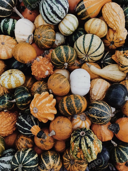 Preview: Fall foods: colorful fresh pumpkins on the market
