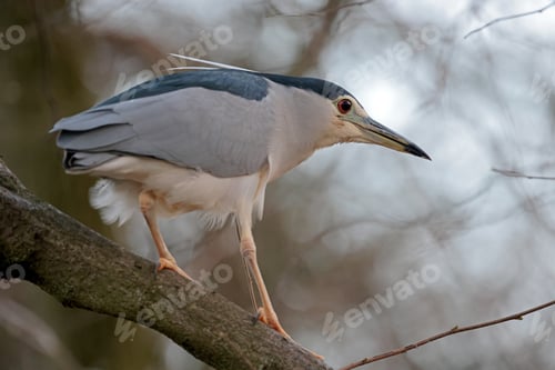 Preview: Black-crowned Night Heron Nycticorax nycticorax