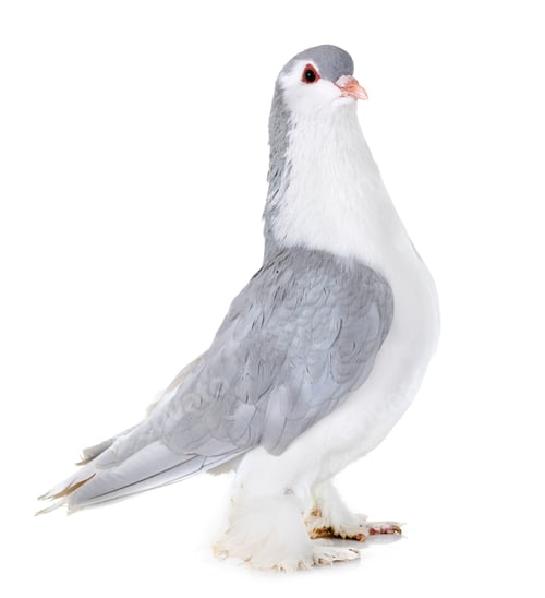 Preview: Lahore pigeon in studio