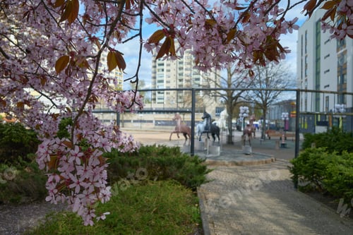 Preview: Japanese cherry blossoms - sakura on the streets of a European city.