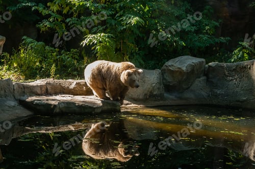 Preview: white Bear on the lake look at your reflection