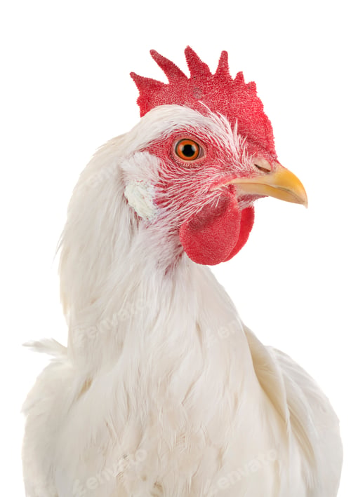 Preview: Leghorn chicken in studio