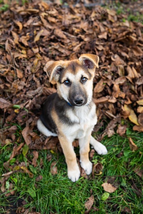 Preview: A homeless little very beautiful dog looks straight ahead, stands on a dry fallen autumn leaf