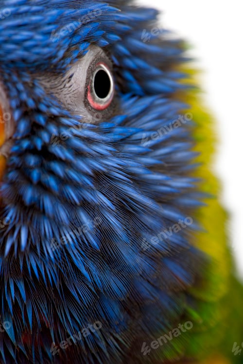 Preview: Close-up of Rainbow Lorikeet, Trichoglossus haematodus, 3 years old, in front of white background