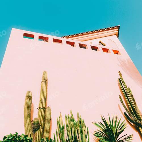 Preview: Minimal art. Tropical mood. Tropical location. Cacti and greens
