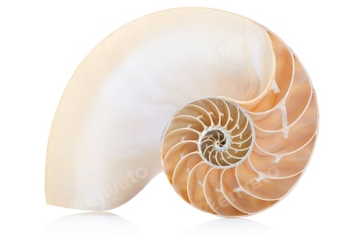 Preview: Nautilus shell section on white, clipping path