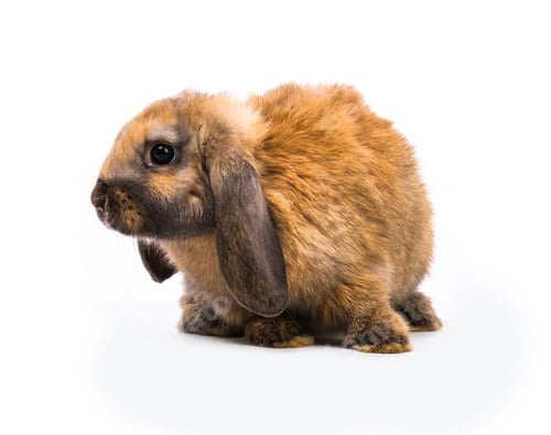 Preview: Rabbit on white background