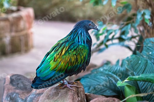 Preview: Nicobar Pigeon Standing on a Rock
