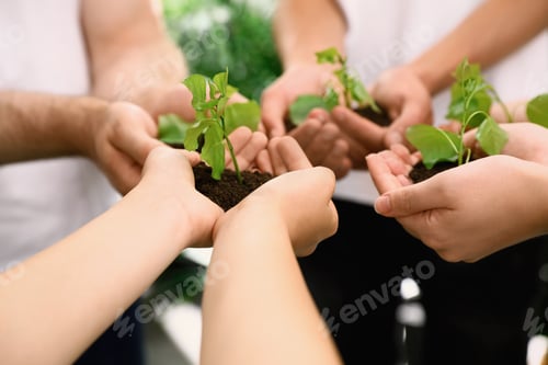 Preview: Group of volunteers holding soil with sprouts in hands outdoors, closeup
