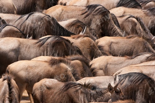 Preview: Wildebeests, Kenya