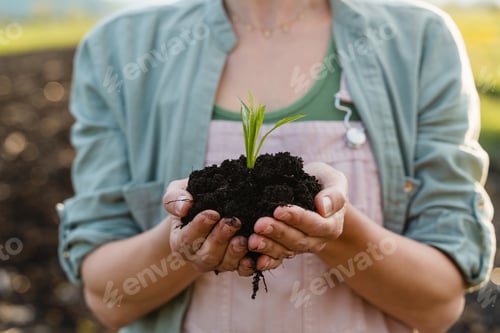Preview: Young green plant in hands in background of agricultural field. Concept of Sustainability